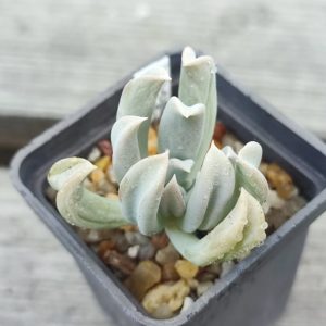 echeveria totsy turvy