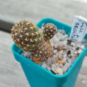 sulcorebutia brevifolia