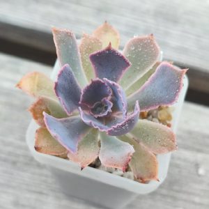 echeveria neon breakers