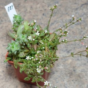 824 Crassula exilis v.cooperi  весь горщик