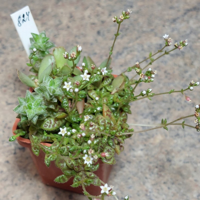 824 Crassula exilis v.cooperi весь горщик