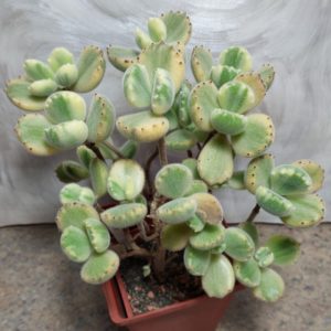 826 Cotyledon tomentosa f.variegata весь горщик