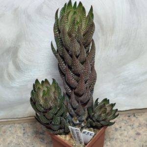836 Haworthia coarctata -Kariega- весь горщик
