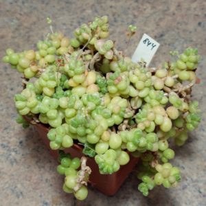 844 Crassula elegans ssp namibensis весь горщик