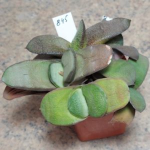 845 Gasteria hybrid весь горшик