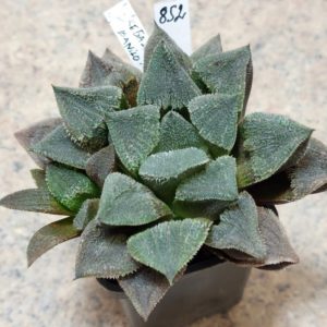 852 Haworthia 'Kegazato' x picta x 'Danilo' вік 6 років , весь горщик