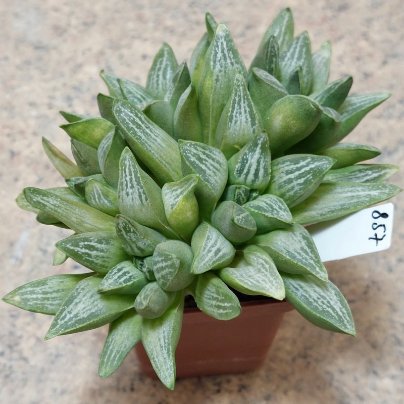 857 Haworthia pygmaea v.argento-maculosa hybrid весь горщик , вік 6 років