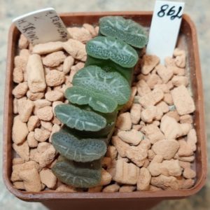 862 Haworthia truncata -Japan-