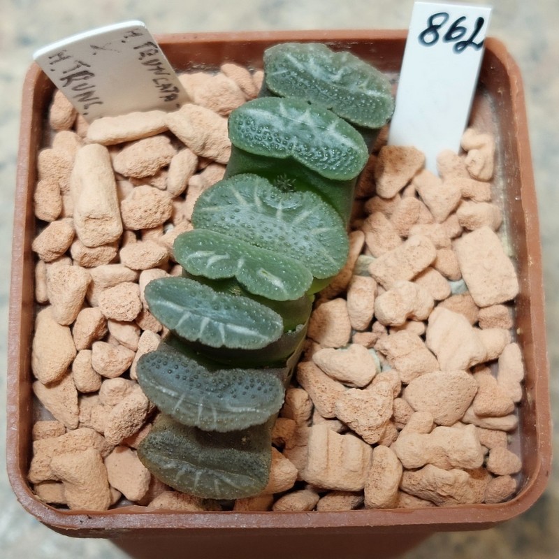 862 Haworthia truncata -Japan-
