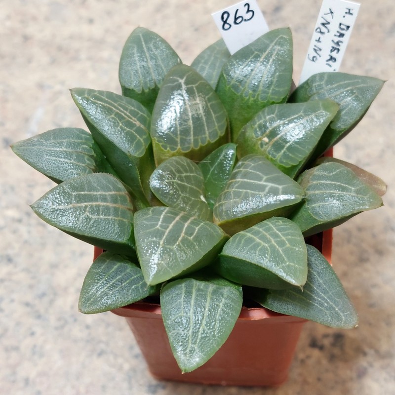 863 Haworthia bayeri -Japan- VVG8 x VVG9 сіянець , вік 6 років
