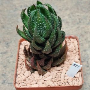 871 Haworthia coarctata