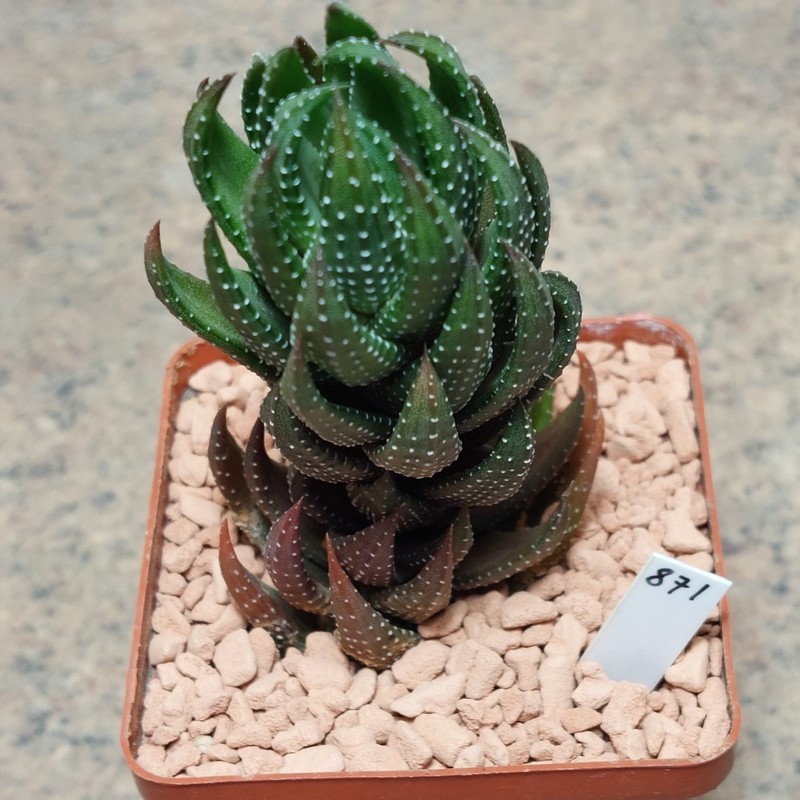 871 Haworthia coarctata