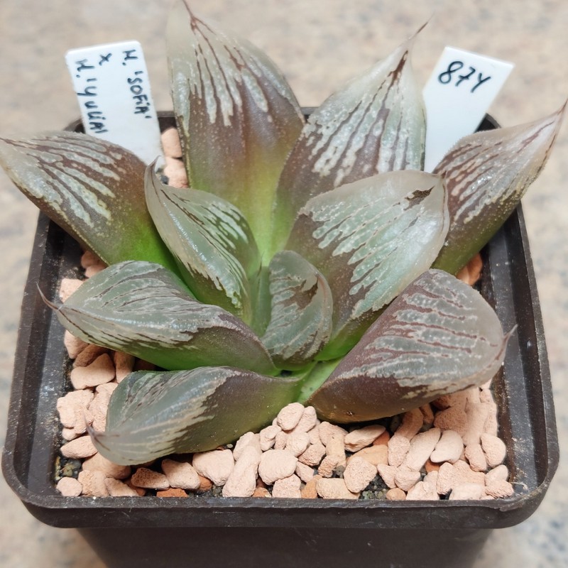 874 Haworthia 'Sofia' x 'Yulia'