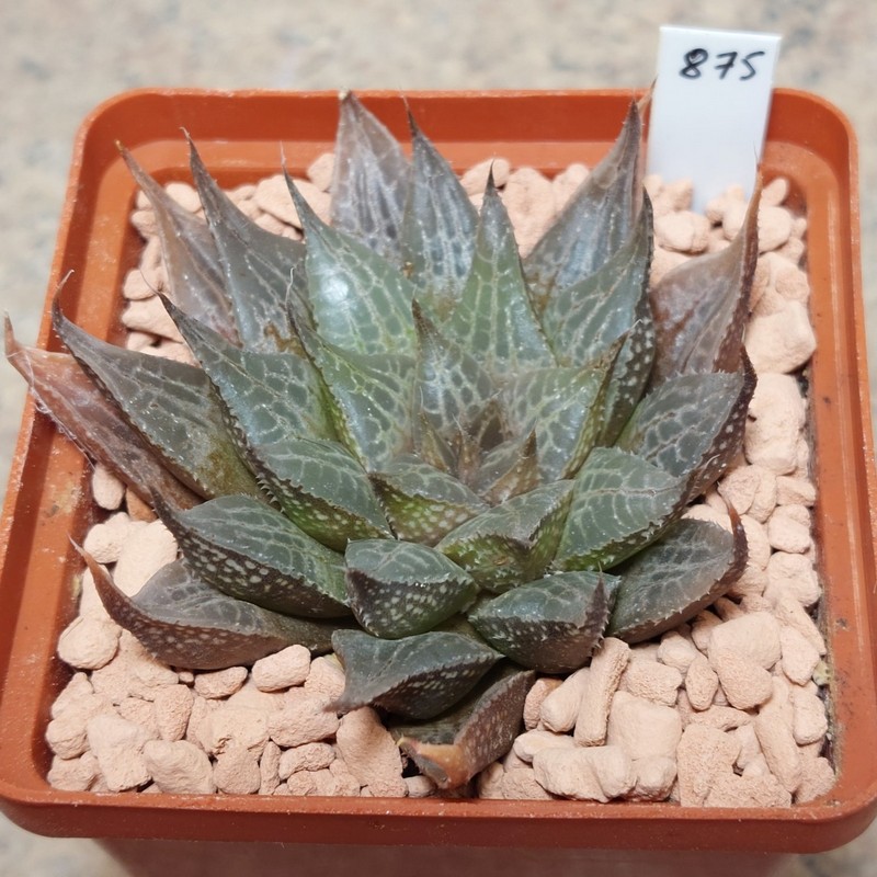 875 Haworthia emelyae v.multifolia x comptoniana