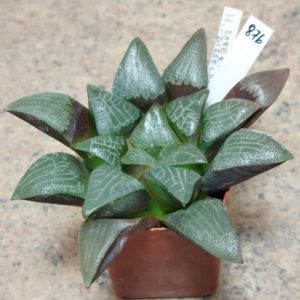 876 Haworthia bayeri -Japan- F2 вік 6 років