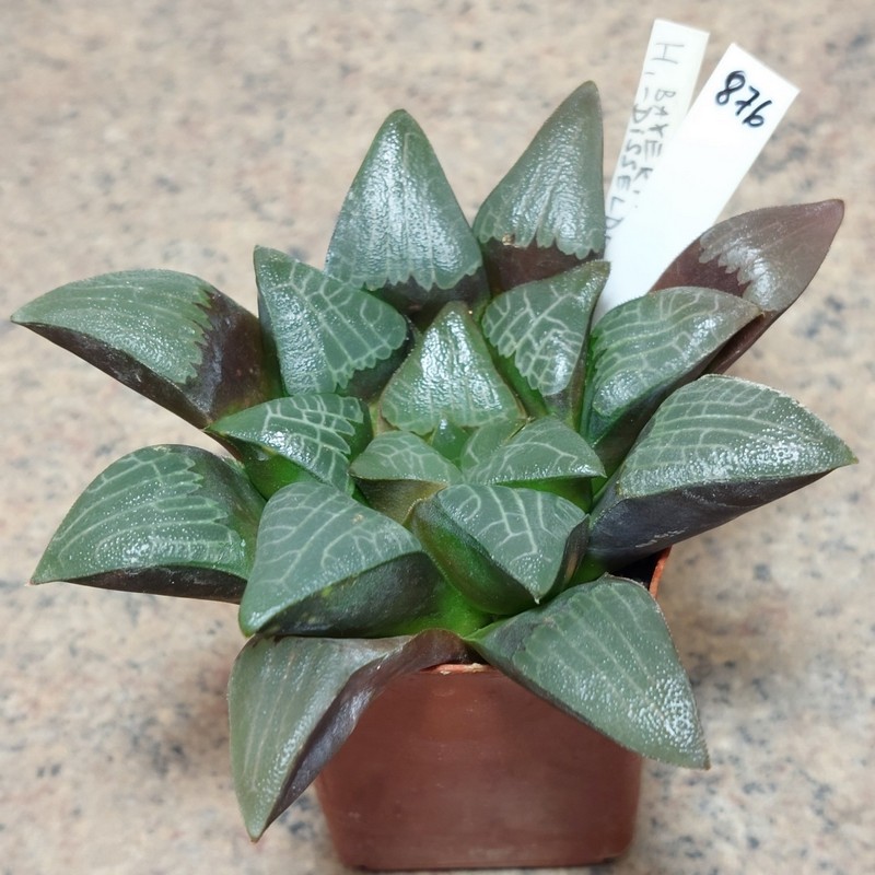 876 Haworthia bayeri -Japan- F2 вік 6 років