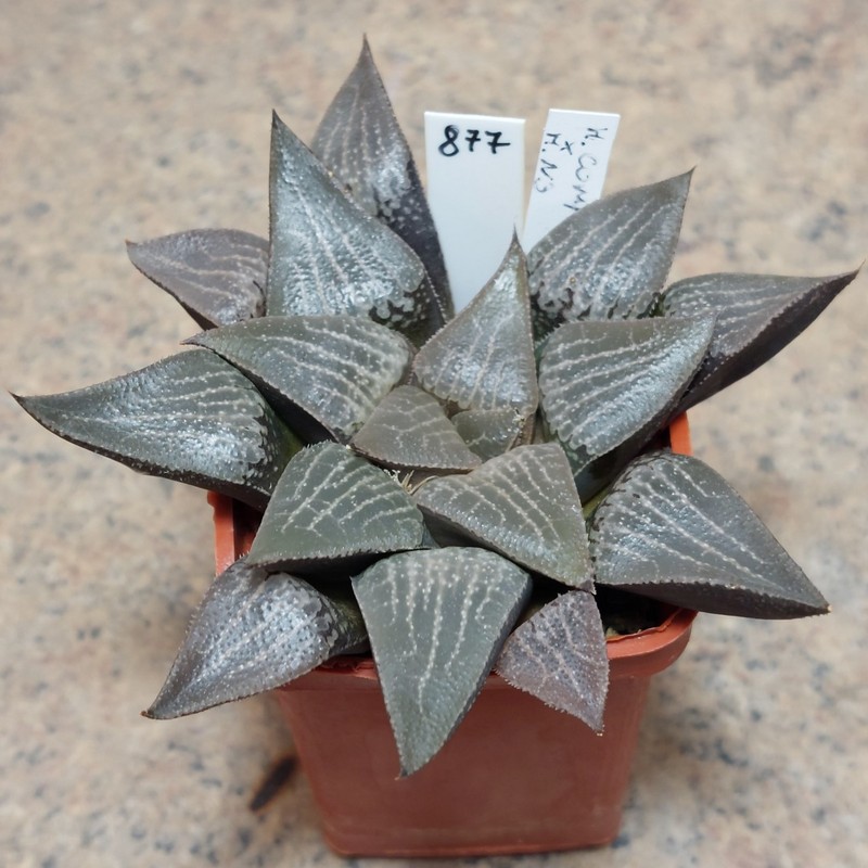 877 Haworthia comptoniana x bayeri