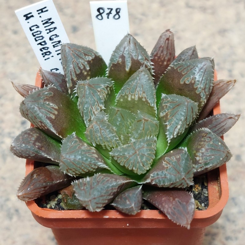 878 Haworthia magnifica v.mayor x cooperi clon 5