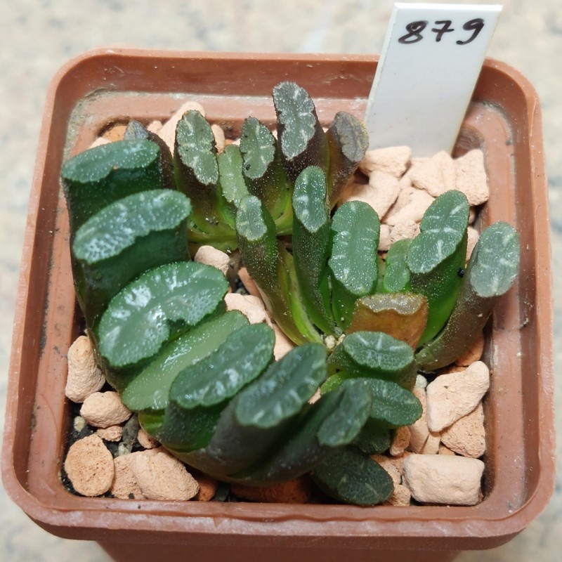 879 Haworthia truncata -Japan- F2 сіянці , вік 5 років , весь горщик