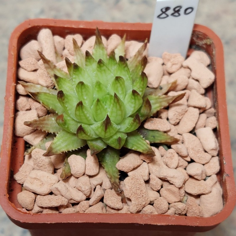 880 Haworthia pulchella v. globifera