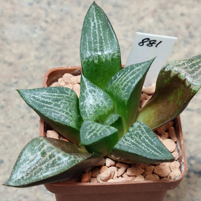 881 Haworthia comptoniana -Khores- , вік 5 років