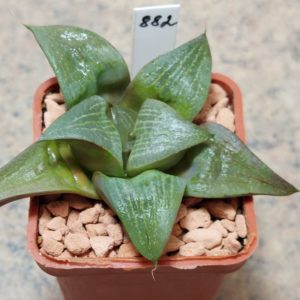 882 Haworthia retusa -Riversdeil-  вік 5 років , сіянець