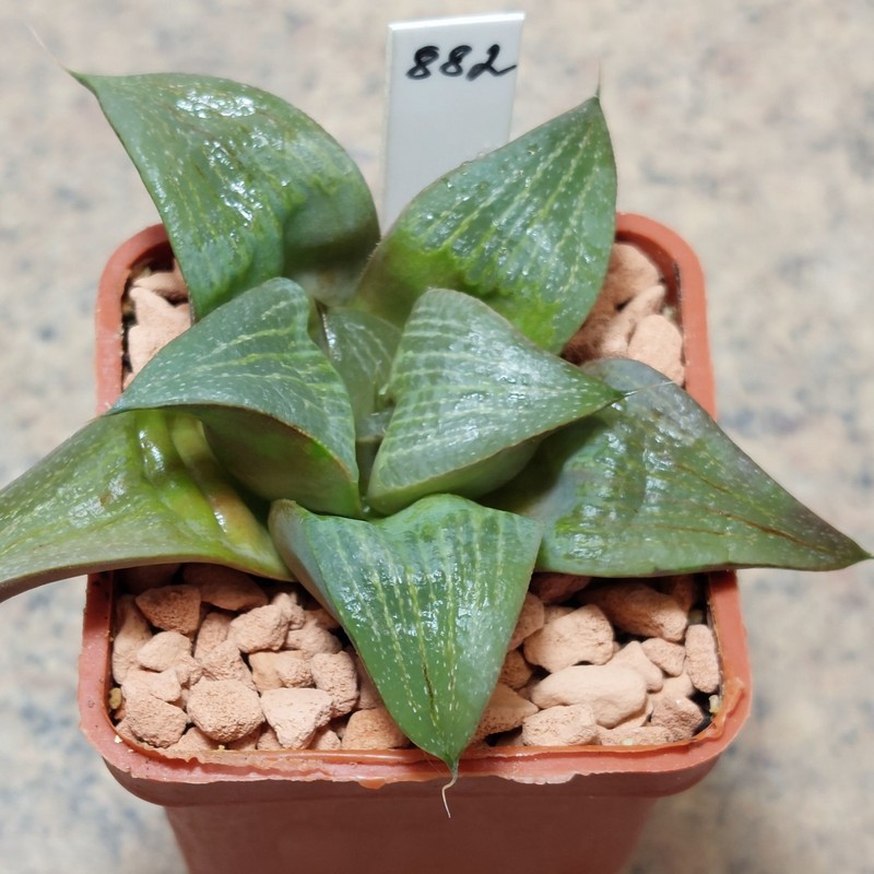 882 Haworthia retusa -Riversdeil-  вік 5 років , сіянець