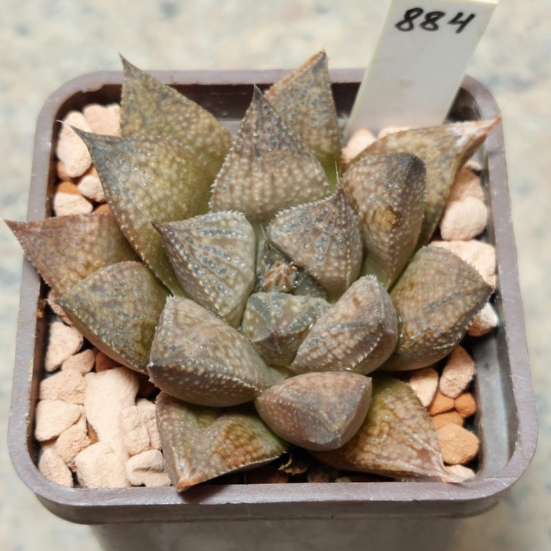 884 Haworthia reticulata x splendens F2 вік 6 років , сіянець