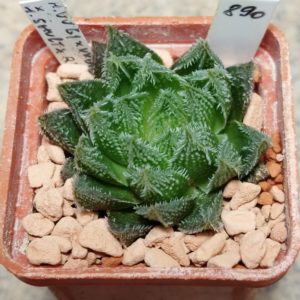 890 Haworthia VVG1 x VVG12 вік 6 років , сіянець