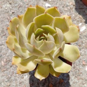 Echeveria Kisses