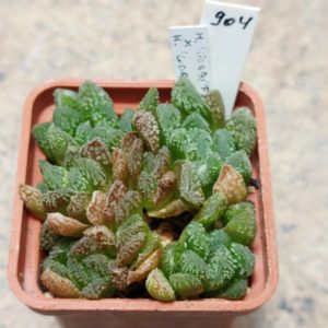 904 Haworthia 'Gorbi' F2 вік 6 років , сіянець , майже весь горщик .