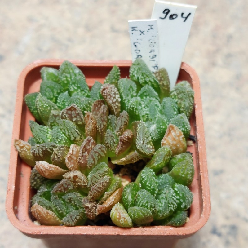 904 Haworthia 'Gorbi' F2 вік 6 років , сіянець , майже весь горщик .