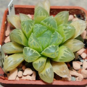 910 Haworthia ‘Kegazato’ x cooperi clon22 + clon21 seedling F2 f. variegata ? вік 6 років , сіянець весь горщик .