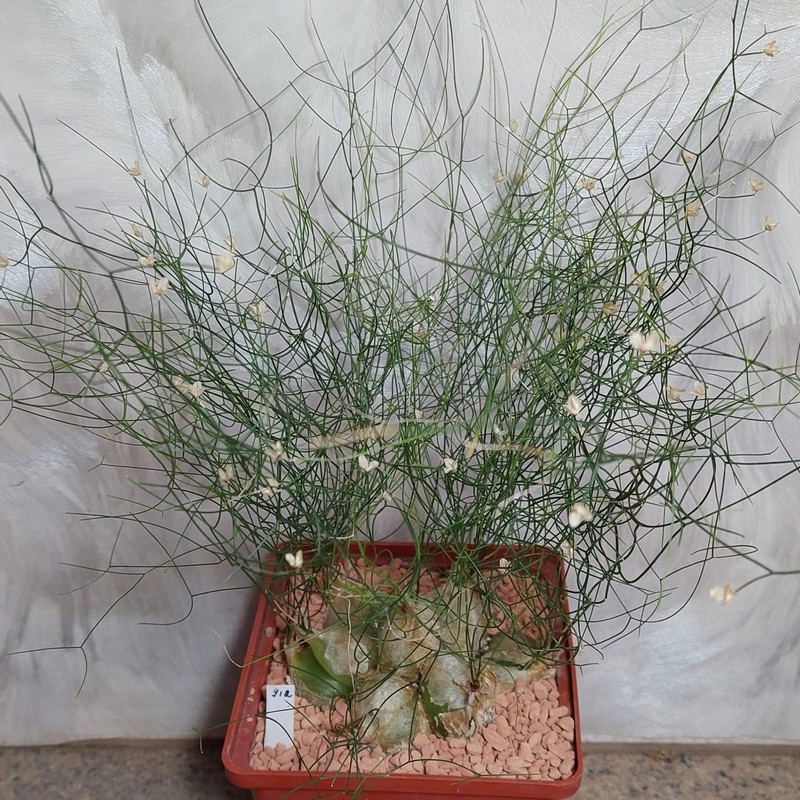 912 Schizobasis intricata вік 15 років