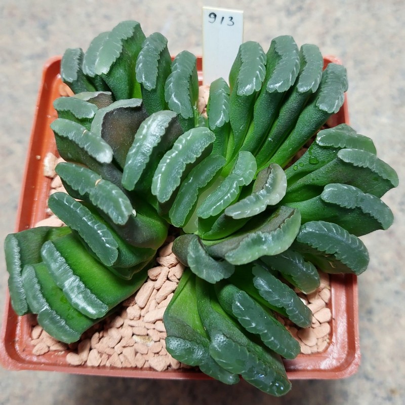 913 Haworthia truncata вік 10 років