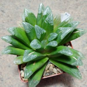 915 Haworthia schultiana x retusa x comptoniana F2  вік 10 років