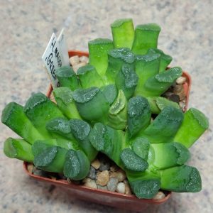 919 Haworthia maughanii 'Green'  одна голова