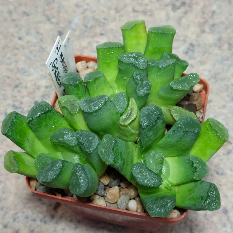 919 Haworthia maughanii 'Green' одна голова