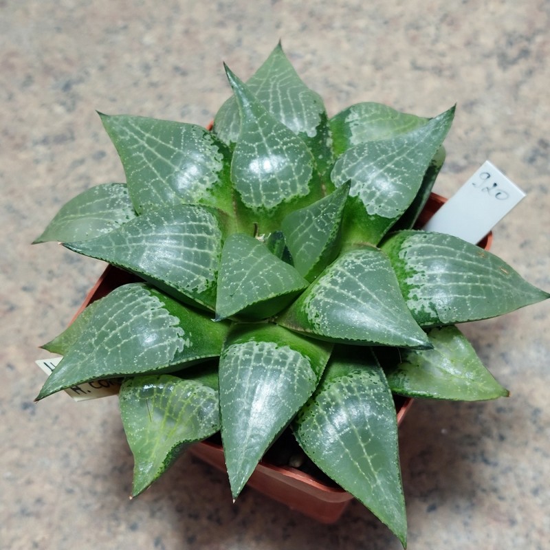 920 Haworthia comptoniana вік 8 років