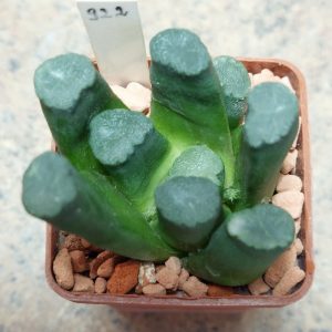 922 Haworthia maughanii -Japan-