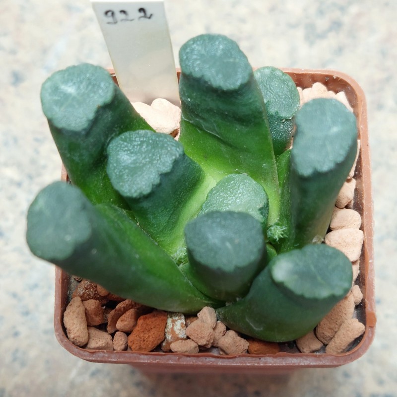 922 Haworthia maughanii -Japan-