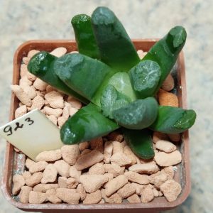 923 Haworthia maughanii -Japan-