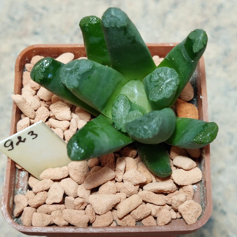 923 Haworthia maughanii -Japan-