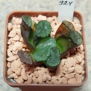 924 Haworthia maughanii -Japan-