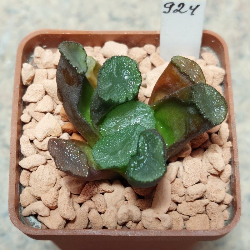 924 Haworthia maughanii -Japan-