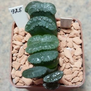 925 Haworthia truncata -Japan- сіянець , вік 5 років