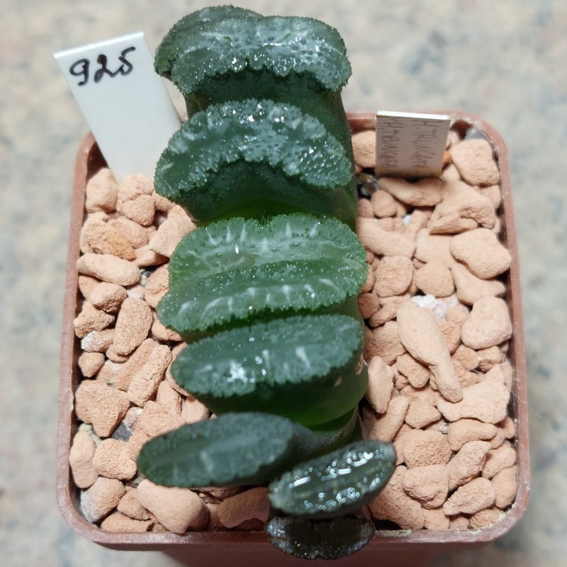 925 Haworthia truncata -Japan- сіянець , вік 5 років