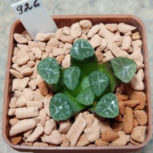 926 Haworthia maughanii -Japan-