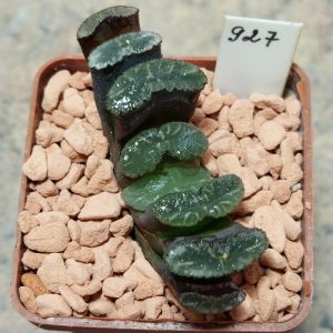 927 Haworthia truncata -Japan- сіянець , вік 5 років