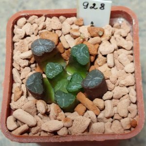 928 Haworthia maughanii -Japan-  сіянець , вік 5 років